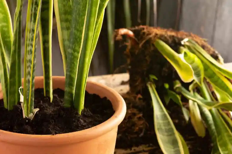 Snake Plant Flowers