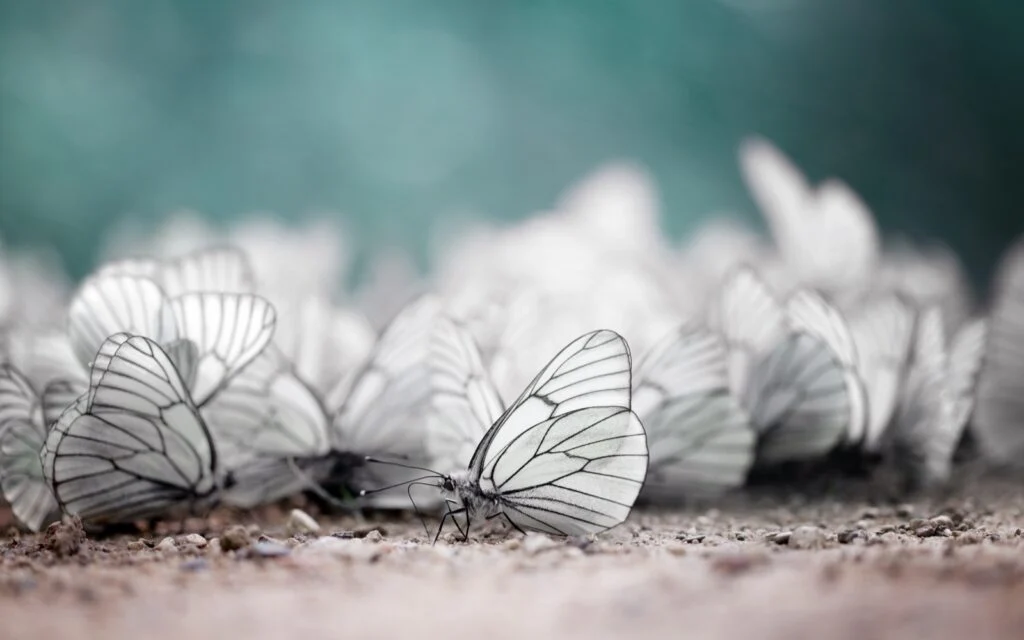 White Butterfly Meaning: Symbolism, Spiritual Significance, and Cultural Interpretations